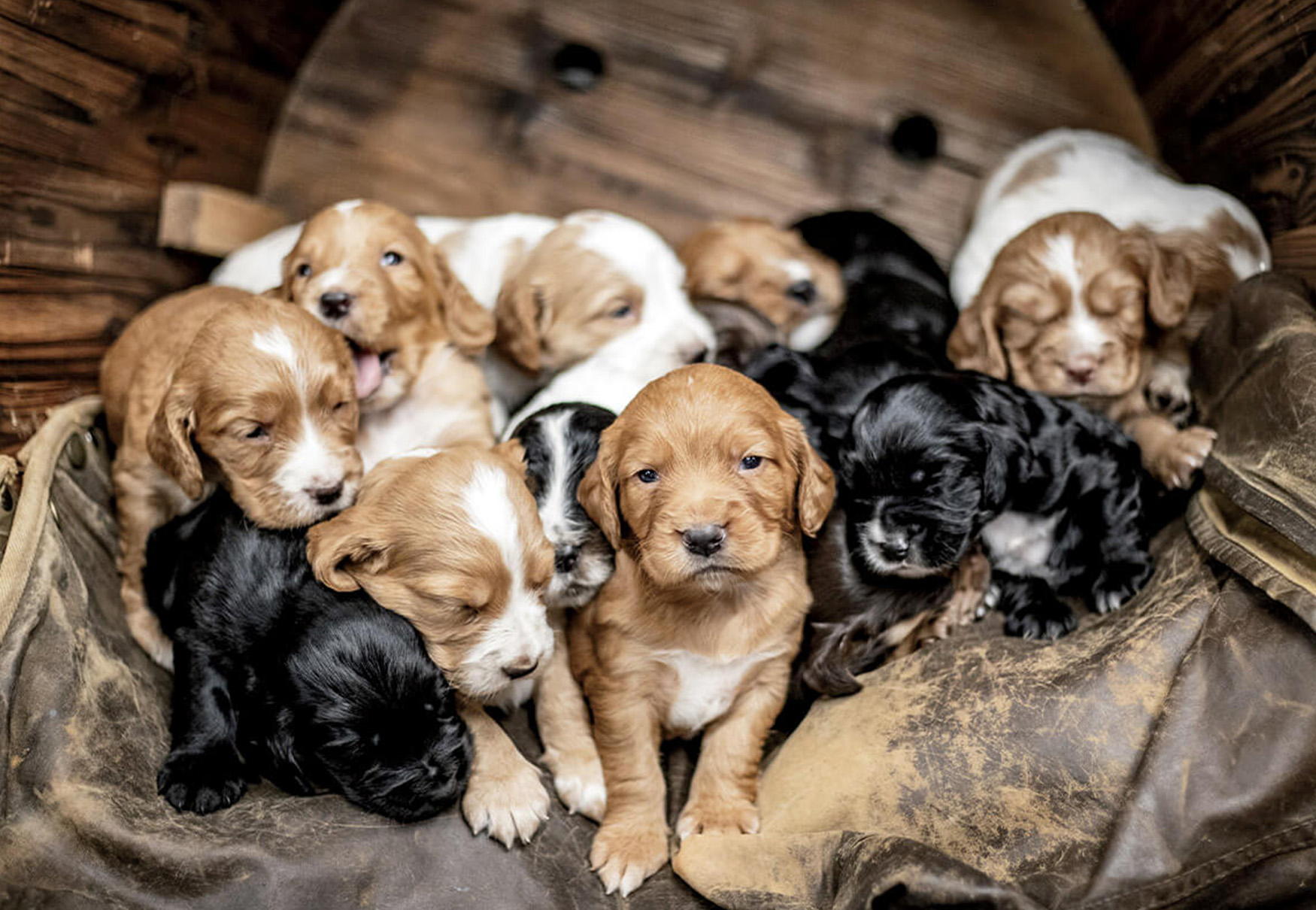 cuccioli di cane cocker