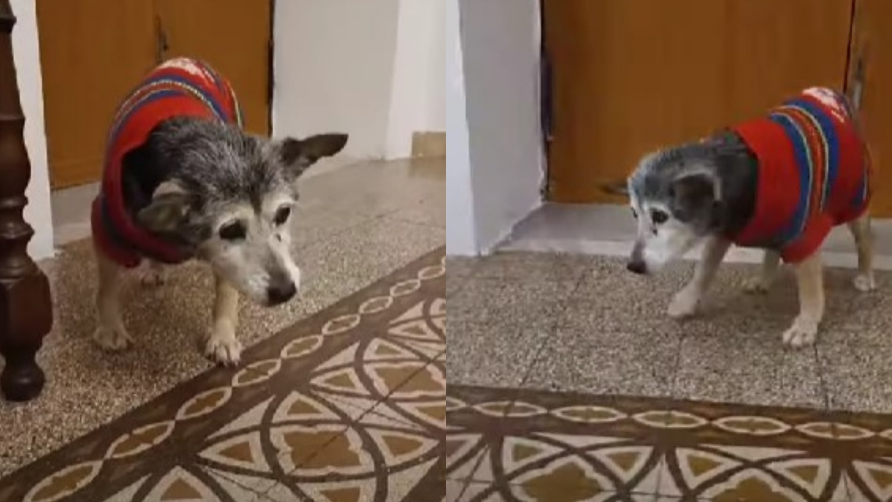 cagnolina più vecchia del mondo