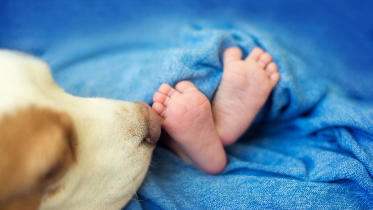 cane salva neonata abbandonata