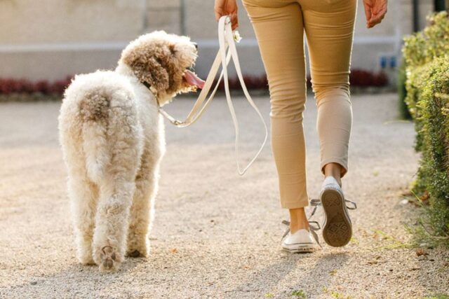 Grazie al cane hanno trovato una neonata che era stata abbandonata al gelo dentro una busta