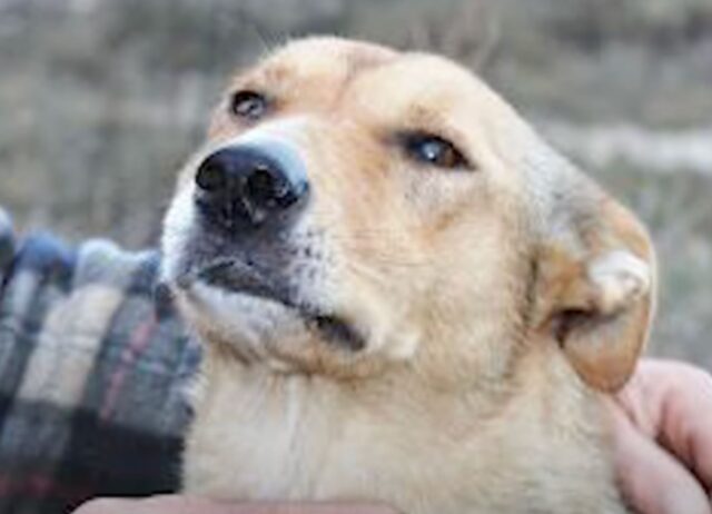 Ha dovuto lasciare il suo cane per via della sua salute, ma la situazione è solo peggiorata