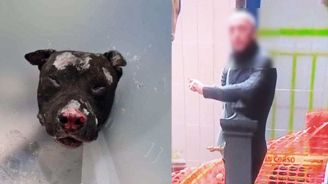 palermo: uomo dà fuoco a un cane