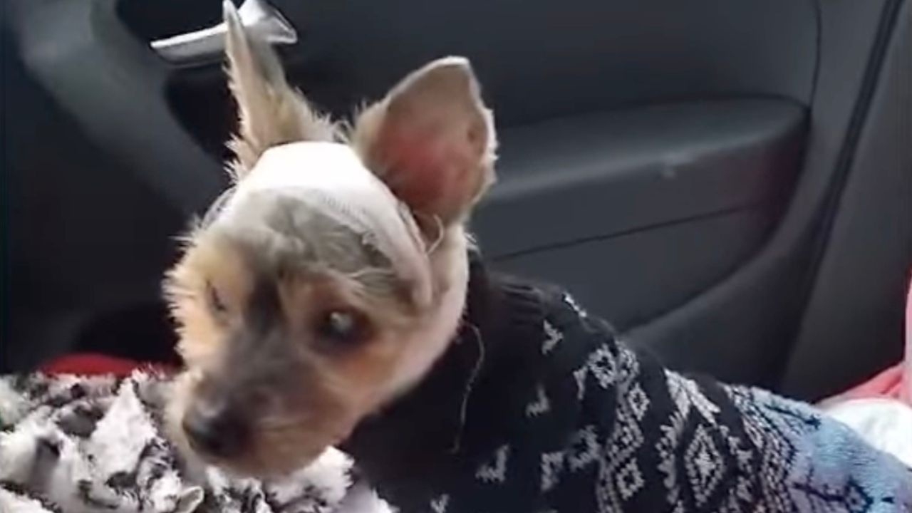 Cagnolina in auto