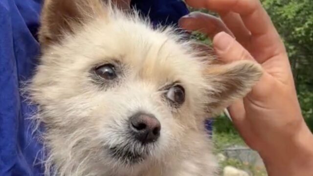 Ha trovato un cane in catene mentre correva per strada: dopo averlo salvato è rinato