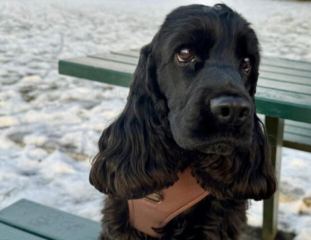 I Cocker Spaniel sono fra i cani più amati al mondo e queste 5 foto vi faranno capire perché