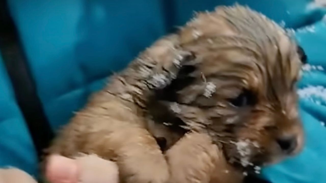 Cagnolino nella neve