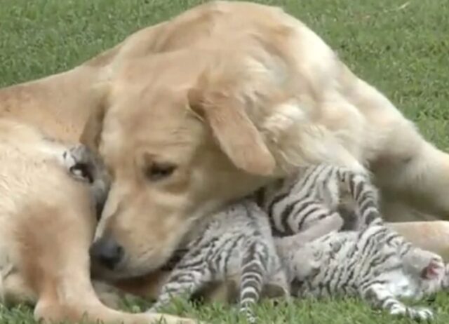 I cuccioli sono stati abbandonati dalla mamma, ma niente paura: è arrivato papà Golden Retriever