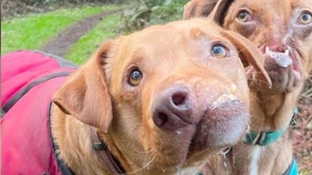 I due cani hanno superato qualsiasi difficoltà dovuta alle loro malformazioni e vivono una vita finalmente felice