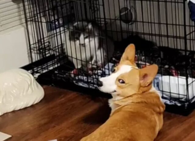 Il Corgi fa al suo papà umano il sorriso più malvagio dopo aver intrappolato il gatto nel kennel