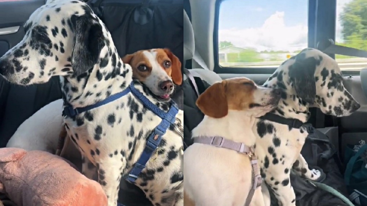 dalmata e beagle in macchina