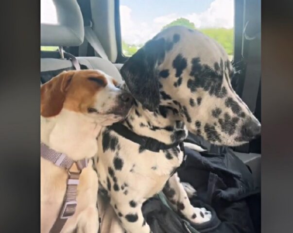 Il Dalmata rassicura la sua sorellina Beagle terrorizzata dal viaggio in automobile