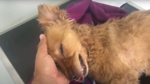 Il cane è stato trovato esanime lungo la strada, ma la storia che lo lega al suo soccorritore è unica
