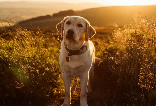 Il cane ha troppa confidenza con la vicina: così una donna scopre l’infedeltà di suo marito