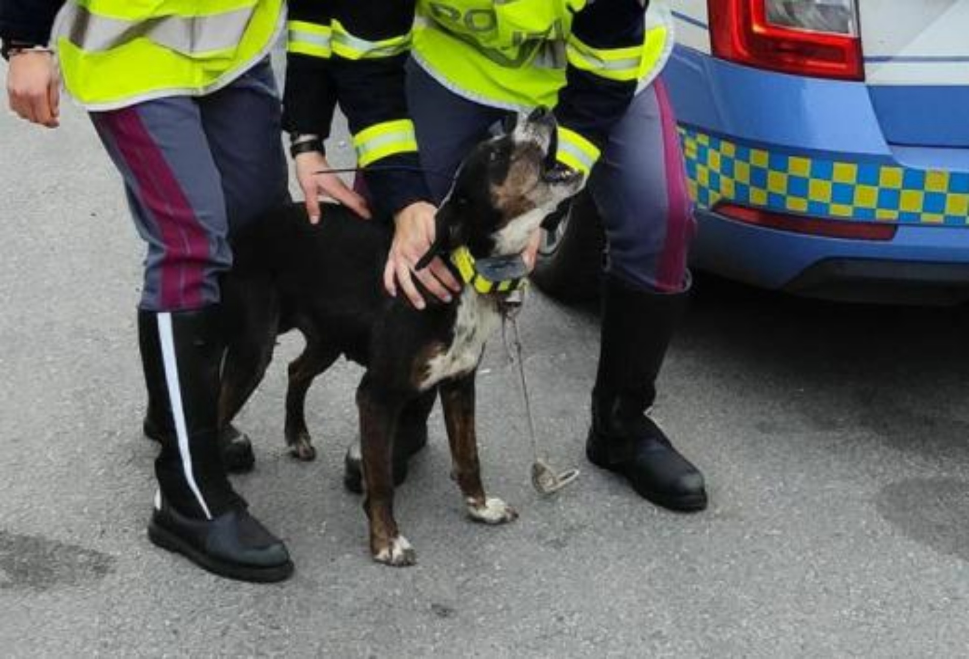 cane salvato dall'autostrada