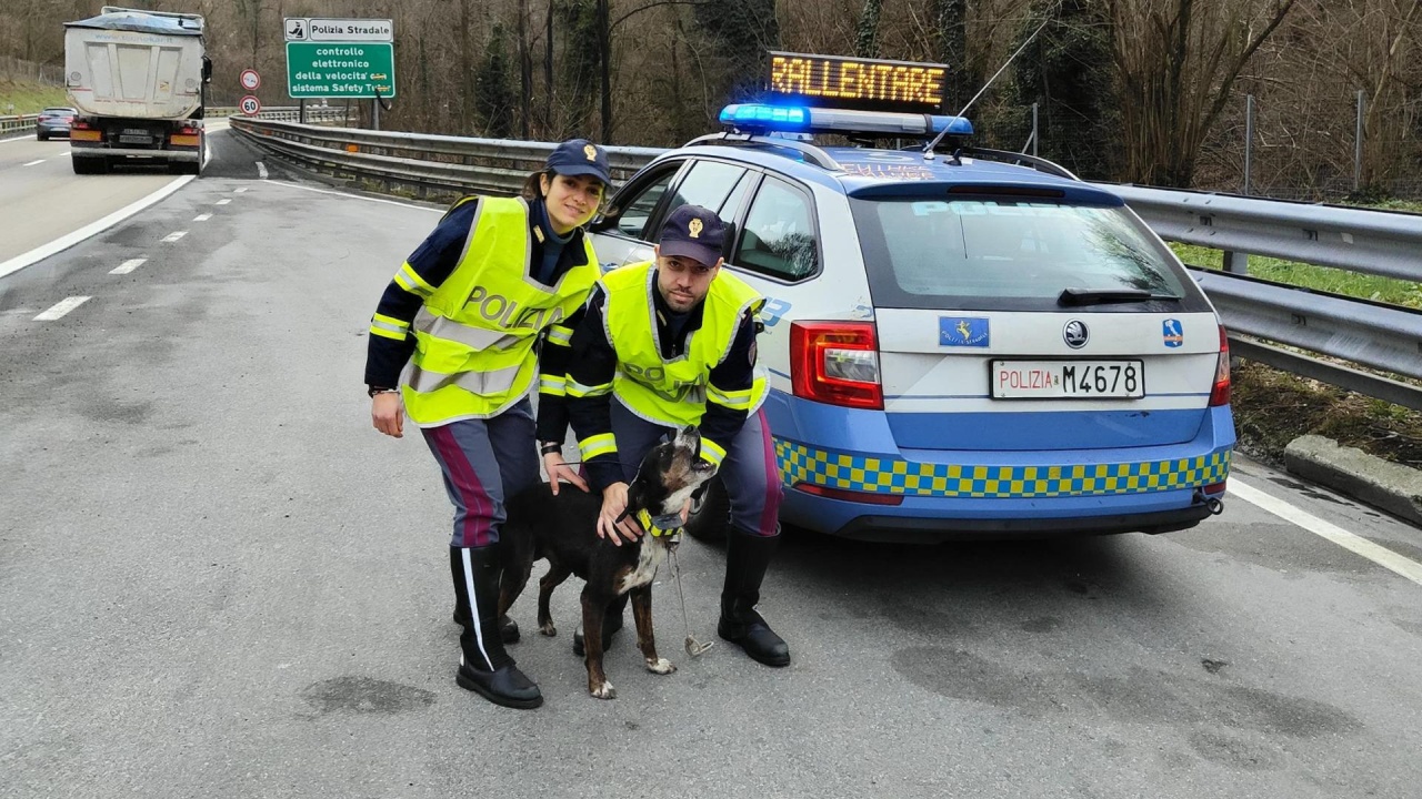 polizia stradale salva cane in autostrada