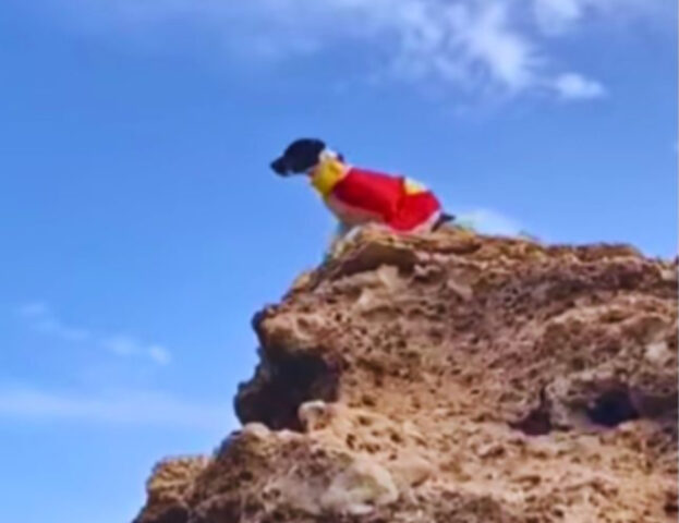 Il cane spicca il volo e chi lo osserva non può credere alle sue doti da “Superman”