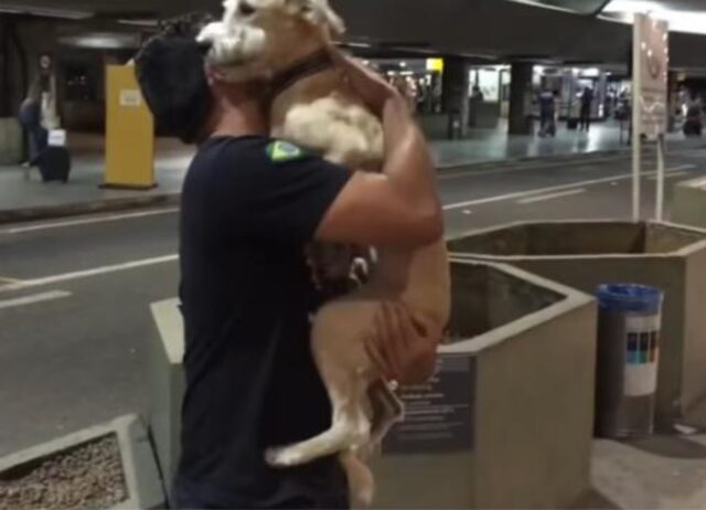 Il cane uggiola, abbaia e “urla” quando si rende conto che davanti a lui c’è il padrone che non vede da 10 giorni