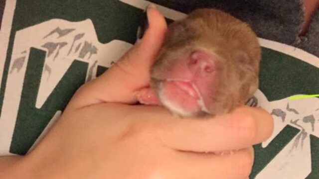 Il cucciolo di Pitbull diventa enorme ma il suo cuore resta adorabile: si innamora dei gattini appena arrivati