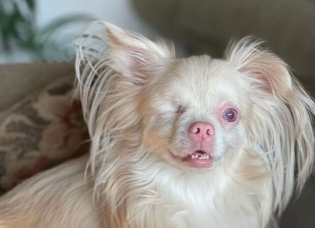 Il cucciolo di cane albino appena nato sembrava destinato a lottare, ma la sua trasformazione è sorprendente