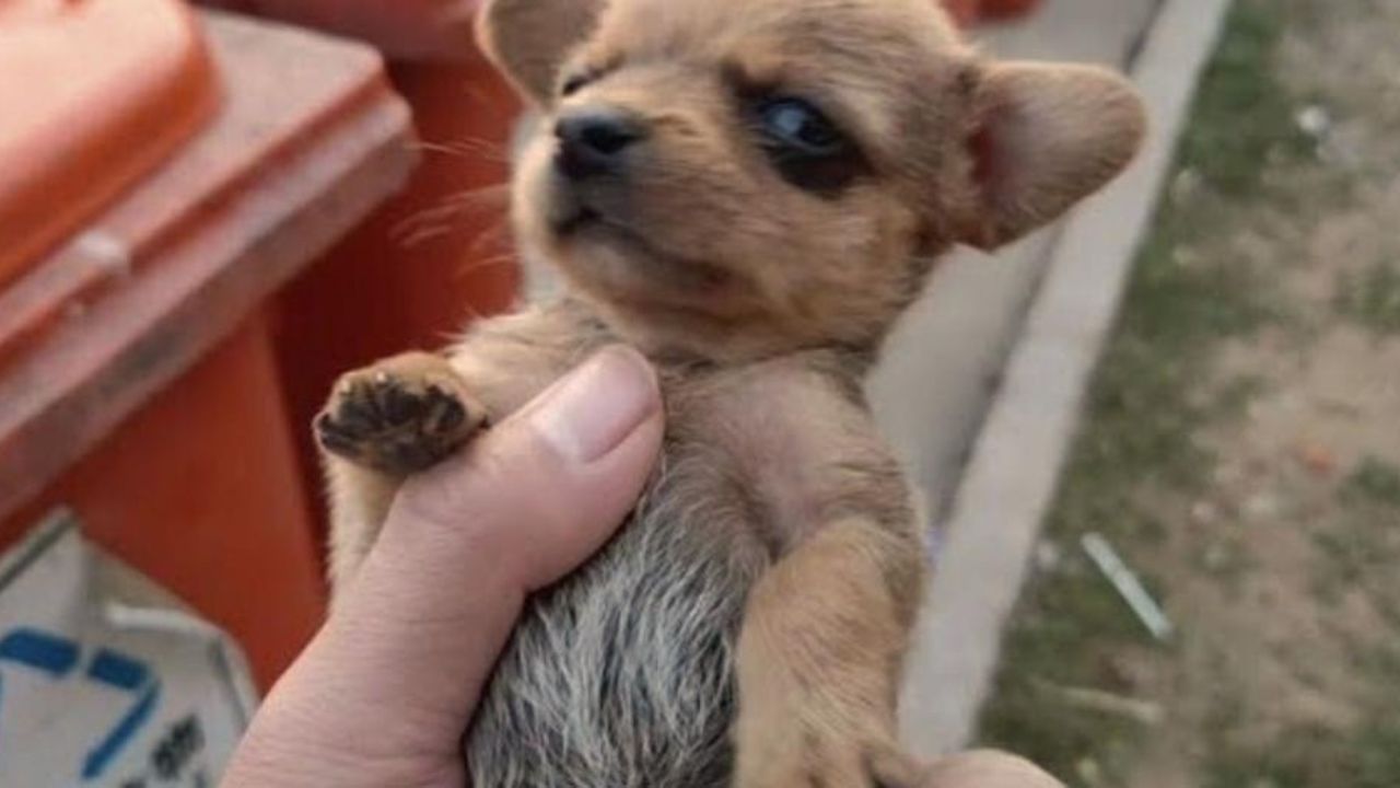 Cucciolo di cane minuscolo