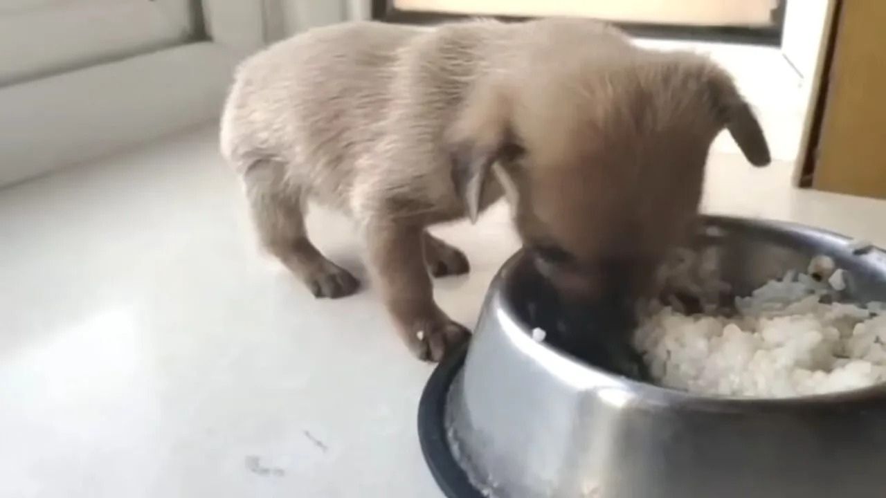 Cagnolino mangia dalla ciotola