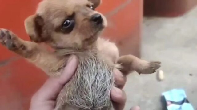 Il cucciolo di cane appena nato già soffriva: cercava cibo nel mezzo della spazzatura