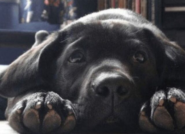 Il nuovo papà di questo cane è tentato di tornare in rifugio dopo aver letto il biglietto del precedente padrone