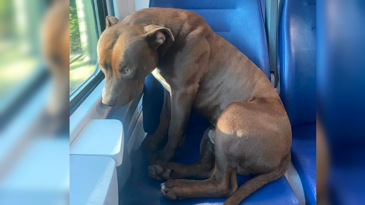 cane sul treno per venezia
