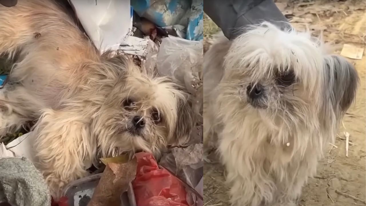 Cagnolino recuperato dalla strada