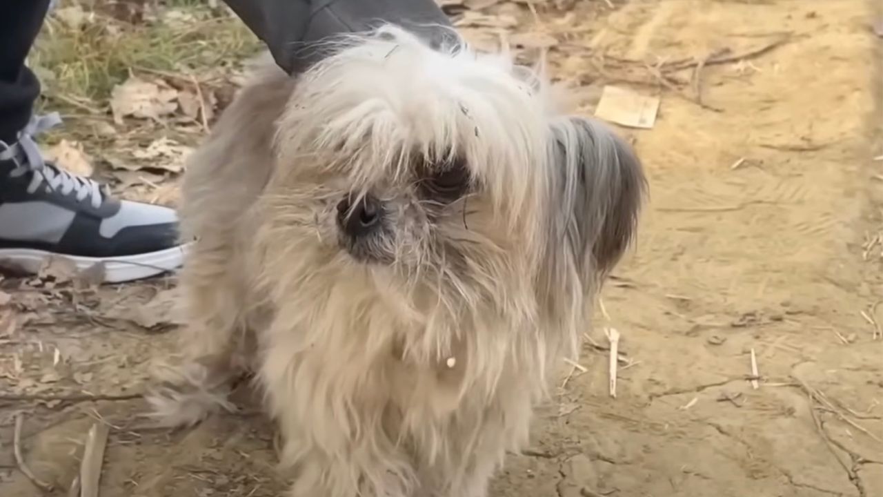 Cagnolino con pelo arruffato