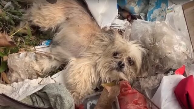 Il suo proprietario, ubriaco, lo ha gettato nella spazzatura: questo cane non voleva più sopravvivere