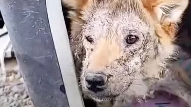 Imprigionata in una gabbia per giorni, questa cagnolina si è trasformata dopo il salvataggio miracoloso