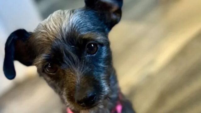 Incinta, questa cagnolina è stata abbandonata e ha rischiato l’eutanasia: il suo salvataggio è un miracolo