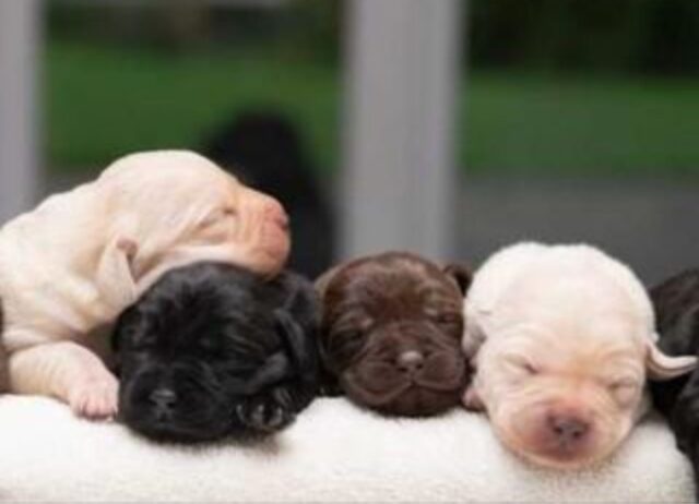 La Labrador ha datto alla luce la cucciolata di cagnolini più rara che si sia mai vista