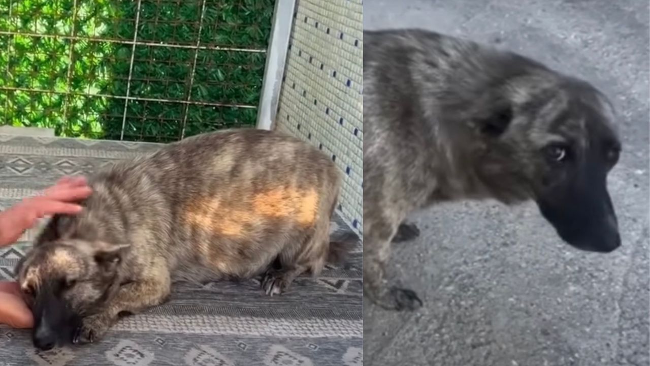 Cagnolina in dolce attesa