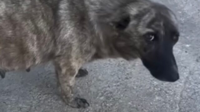 La cagnolina incinta, abbandonata e sola, scodinzolava per cercare disperatamente aiuto – Video