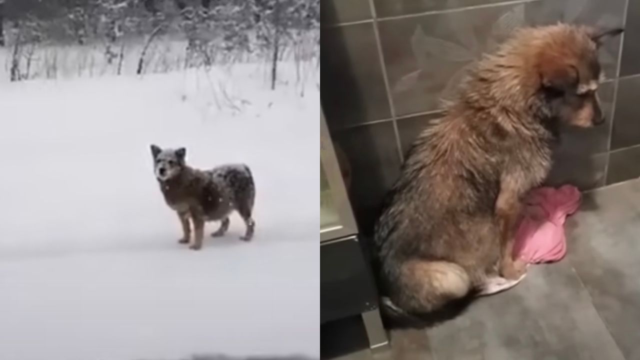 Cagnolina incinta viveva nella foresta