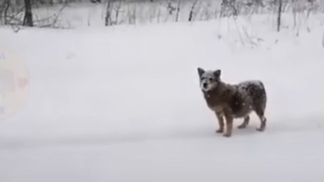 La cagnolina incinta viveva nella foresta innevata e ogni giorno percorreva chilometri per stare meglio