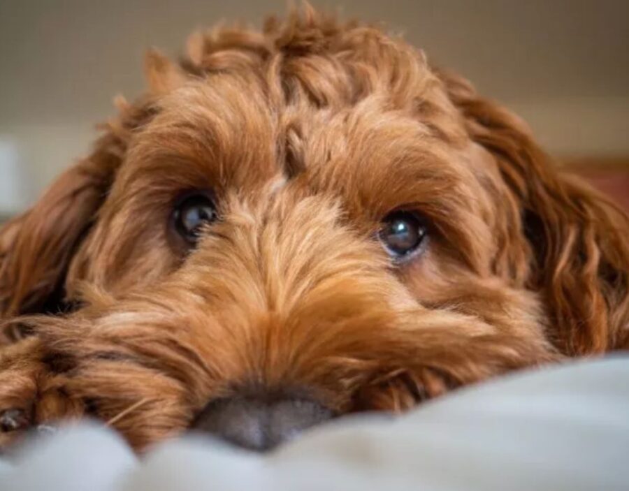 cane sul letto 