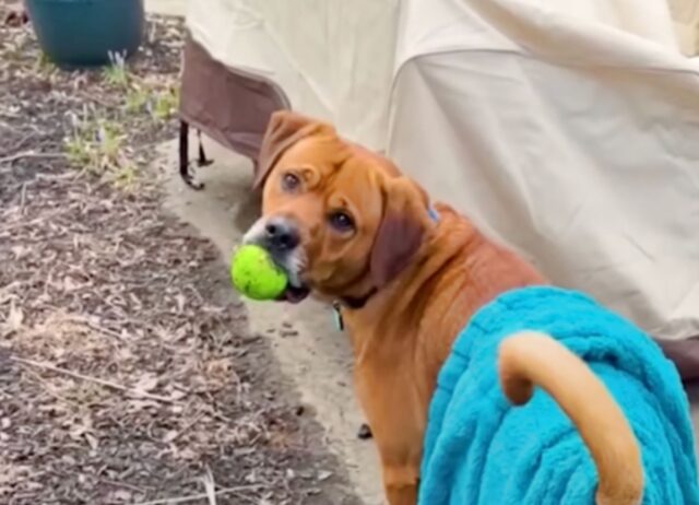 La donna ha dovuto inventare qualcosa di molto speciale per far sì che il cane non soffrisse più d’ansia