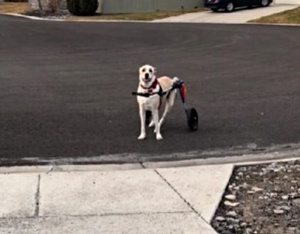 La famiglia di questo cane si scioglie quando lui, per la prima volta, usa il suo prezioso carrellino