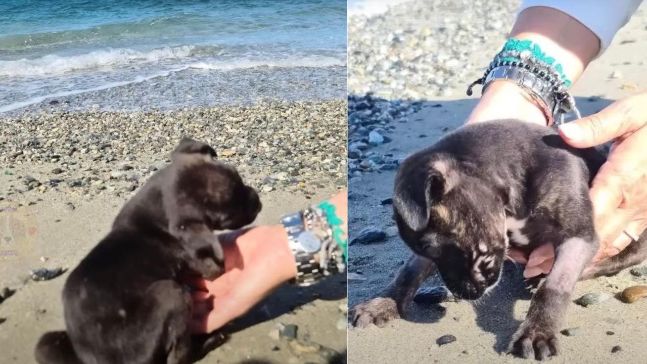 Cagnolina abbandonata in spiaggia
