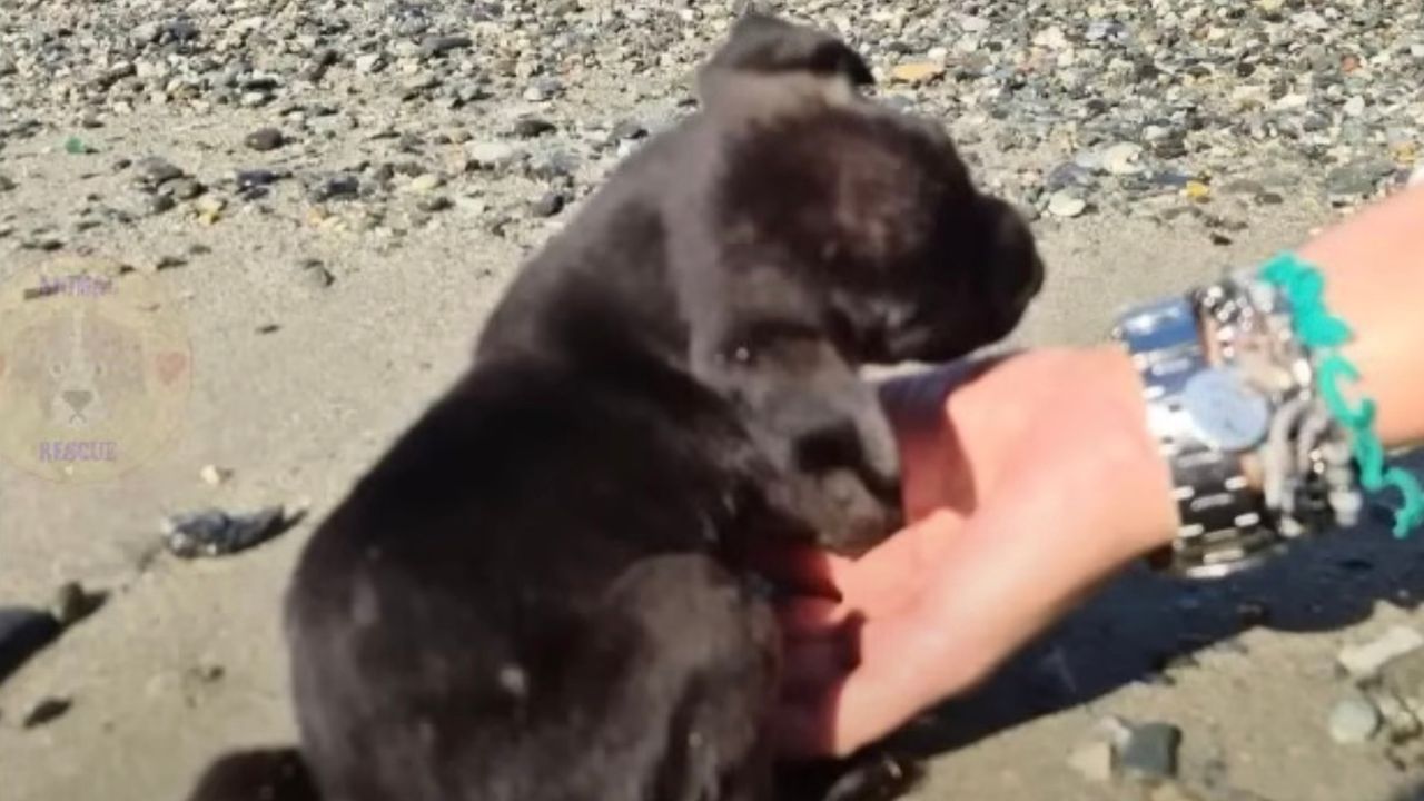 Cagnolina nera