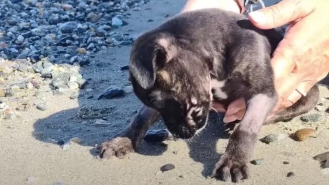L’hanno abbandonata in spiaggia: in quel luogo di divertimento la cagnolina ha trovato solo dolore
