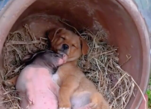 Li hanno beccati, cane e maialino sono stati colti sul fatto mentre dormivano beati