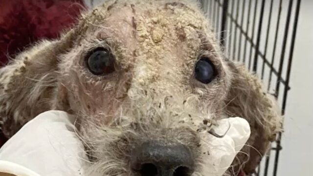 Lo hanno trovato maltrattato, sporco e stanco per strada: il cane sembrava rassegnato a non farcela