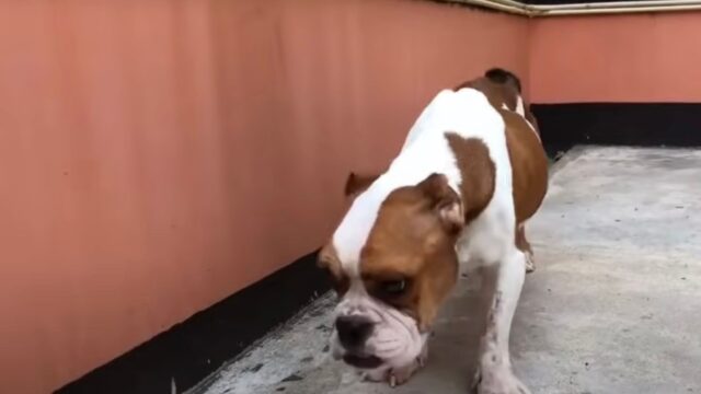 Magra e senza forze, questa cagnolina veniva tradita proprio dal suo padrone: la trattava nel peggiore dei modi