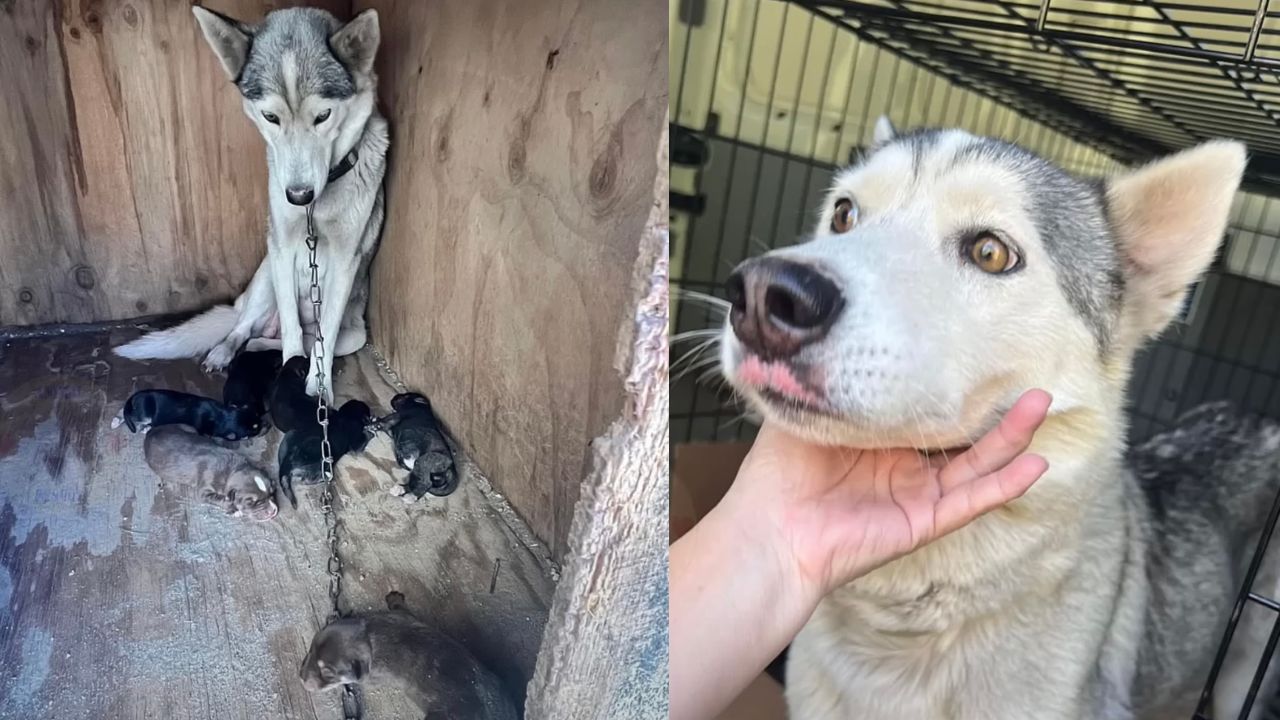 Mamma cane e cuccioli salvati