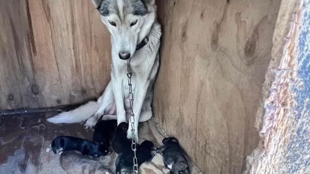 Mamma cane e i suoi cuccioli, trascurati e soli, erano disperati: poi qualcuno li ha salvati