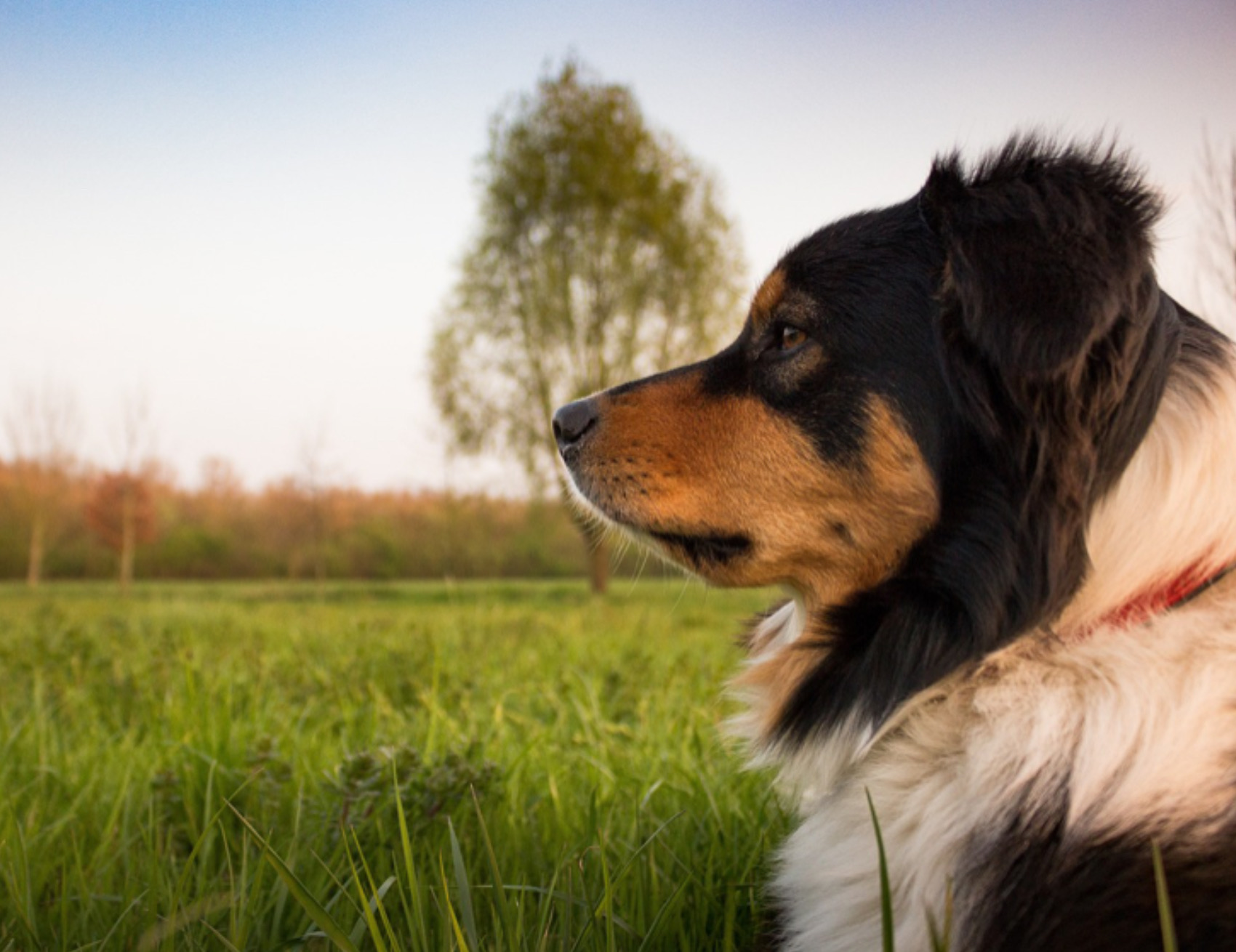 Cane guarda a lato